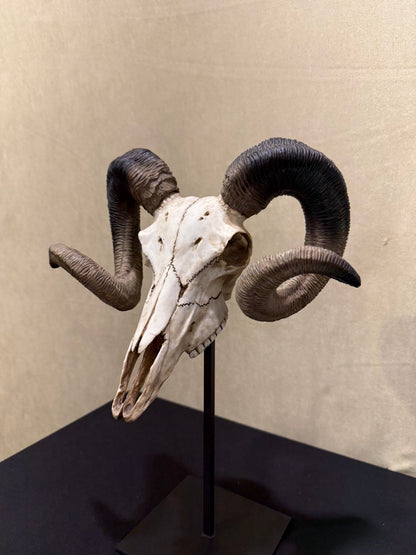 Veronese Design Large Horn Decorative Object 47 cm
