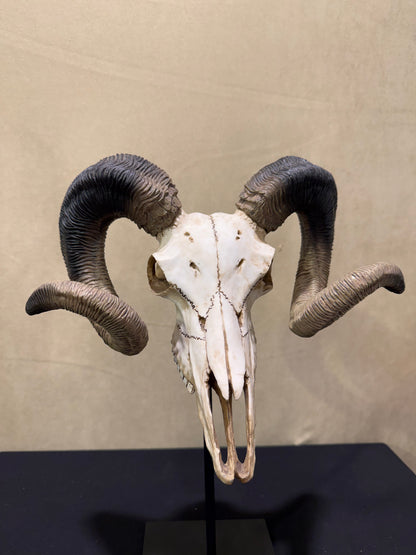 Veronese Design Large Horn Decorative Object 47 cm