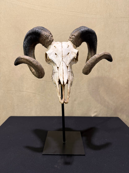 Veronese Design Large Horn Decorative Object 47 cm